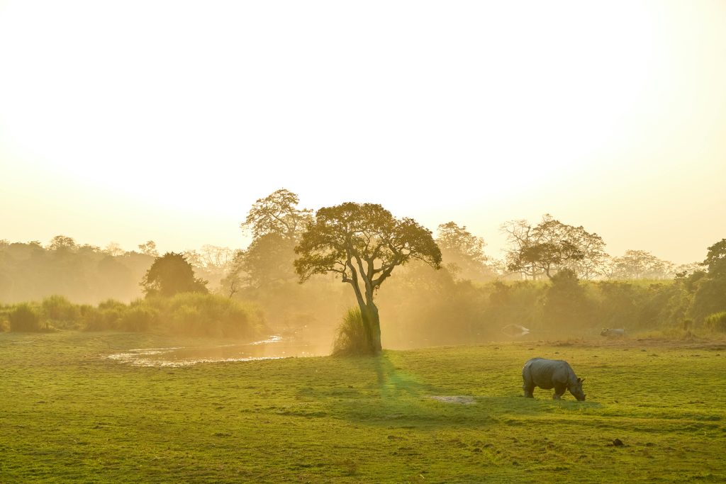 Kaziranga wildlife tour